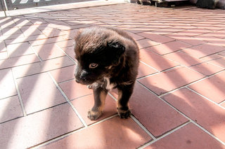 Blackie - Mixed Breed Dog