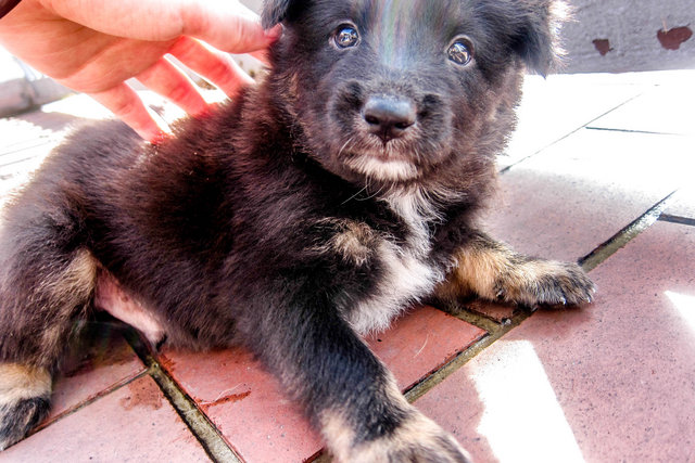 Blackie - Mixed Breed Dog