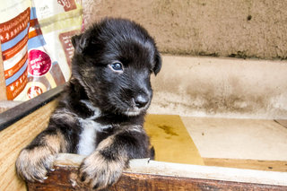 Blackie inside his current dog house.