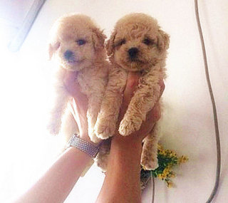 Apricot Shortleg Poodle - Poodle Dog