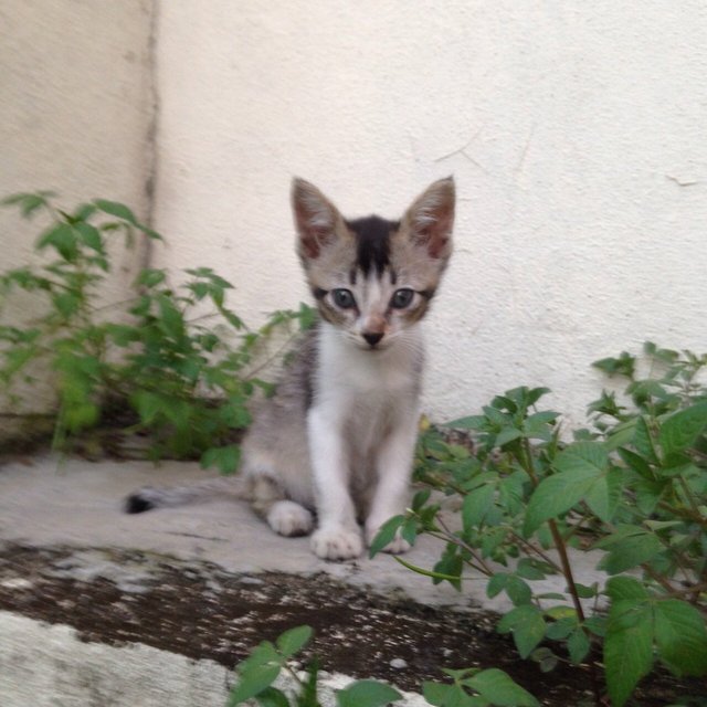 PF64784 - Turkish Van Cat