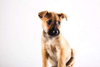 Dale - Mixed Breed Dog