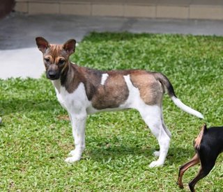 Laika - Mixed Breed Dog