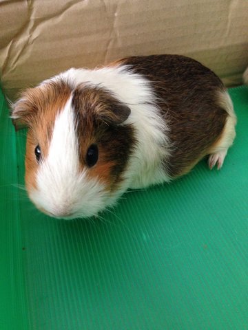 Coco - Guinea Pig Small & Furry