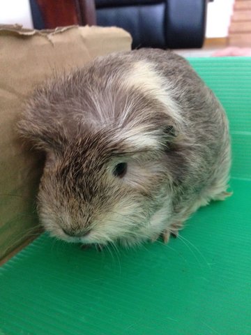 Snow - Guinea Pig Small & Furry