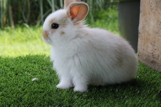 Rabbit - Holland Lop - Holland Lop Rabbit