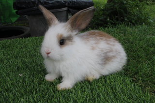 Rabbit - Holland Lop - Holland Lop Rabbit