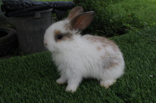 Rabbit - Holland Lop - Holland Lop Rabbit