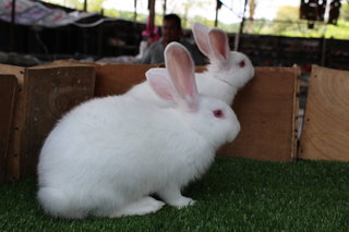 Rabbit - New Zealand White - New Zealand Rabbit