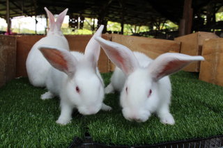 Rabbit - New Zealand White - New Zealand Rabbit