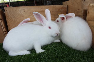 Rabbit - New Zealand White - New Zealand Rabbit