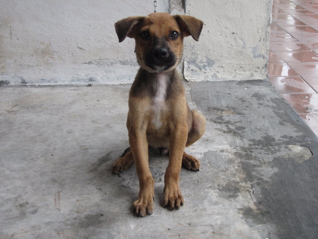 PF64820 - Mixed Breed Dog