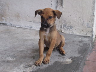 PF64820 - Mixed Breed Dog