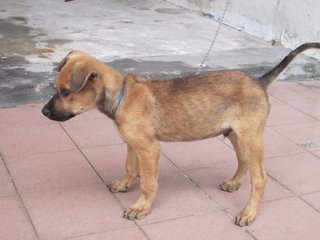 PF64820 - Mixed Breed Dog