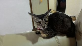 Yooda Girl - Domestic Short Hair Cat