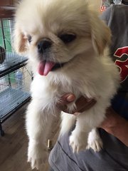 Mini Pekingese  - Pekingese Dog