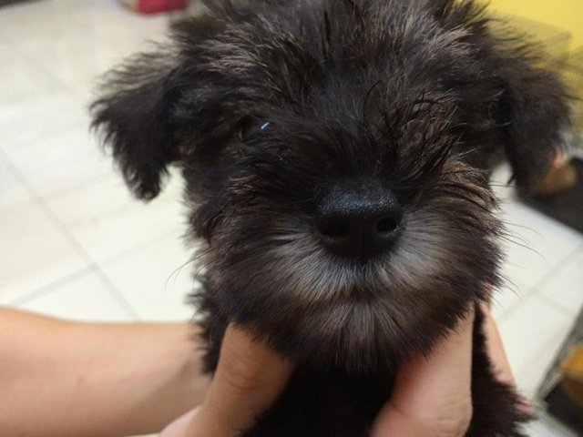 Miniature Schnauzer  - Schnauzer Dog