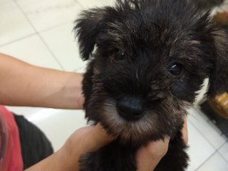 Miniature Schnauzer  - Schnauzer Dog