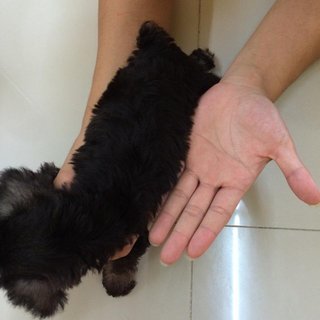 Miniature Schnauzer  - Schnauzer Dog