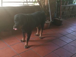 Tiger - Rottweiler Dog