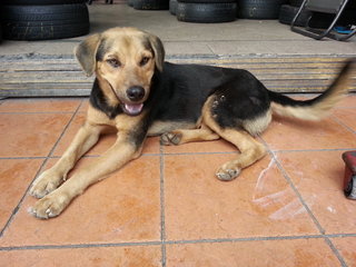 Rover at a garage.