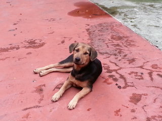 Rover relaxing at a playground.