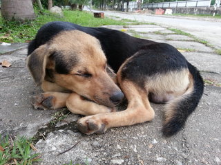 Rover sleeping.