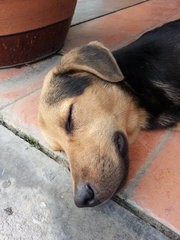 Close-up of Rover sleeping.