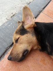 Rover sleeping with his ears standing straight.