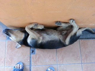 Rover sleeping at a garage.