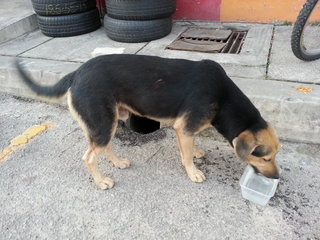 Rover drinking water.