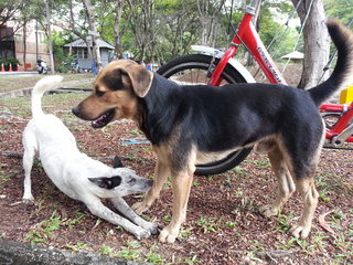 Rover (right) with his friend.