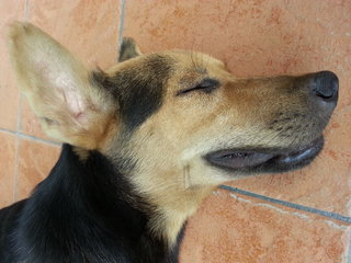 Closee-up of Rover sleeping with his ears standing straight.