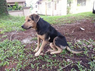 Rover B. Barkin - Mixed Breed Dog