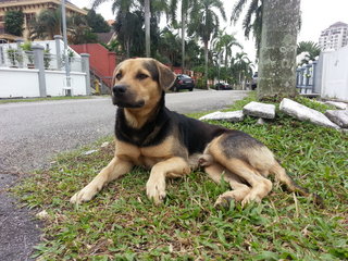 Rover B. Barkin - Mixed Breed Dog