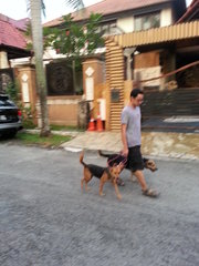 Rover and Lady going for a walk.