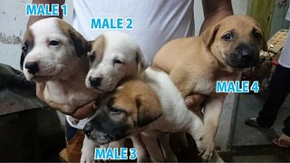 8 New Born Puppies !! - Mixed Breed Dog