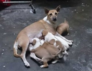 8 New Born Puppies !! - Mixed Breed Dog