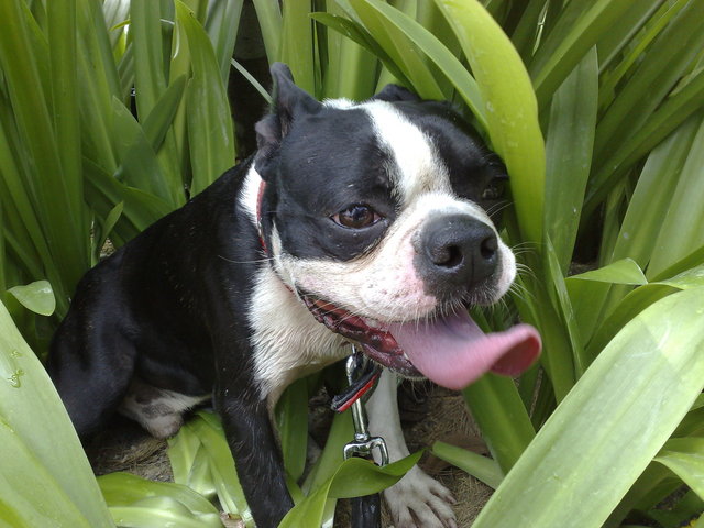 Dopey - Boston Terrier Dog