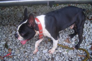 Dopey - Boston Terrier Dog