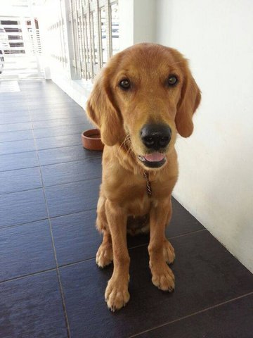 Stella - Golden Retriever Dog