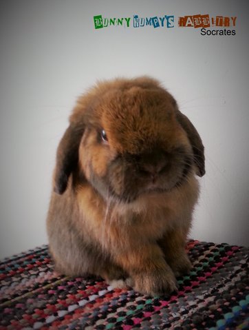 Holland Lop - Holland Lop Rabbit