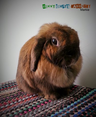 Holland Lop - Doe - Holland Lop Rabbit