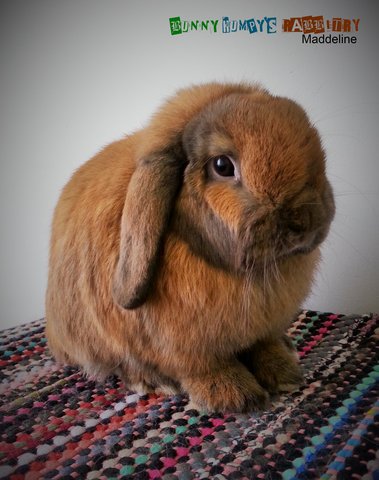 Holland Lop - Doe 2 - Holland Lop Rabbit