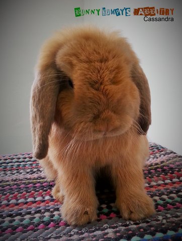 Holland Lop - Buck 2 - Holland Lop Rabbit