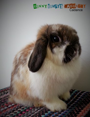 Holland Lop - Doe 3 - Holland Lop Rabbit