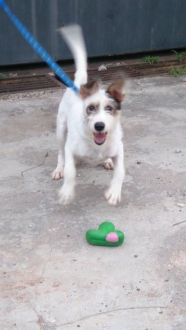 Sally - Mixed Breed Dog