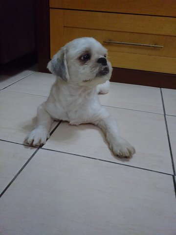 Kiki - Shih Tzu Dog