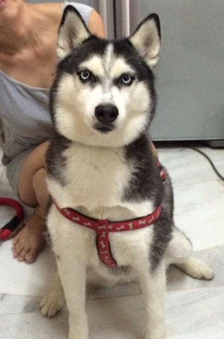 Special Needs Husky - Siberian Husky Dog