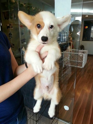 Pembroke Welsh Corgi - Impoted Taiw - Welsh Corgi Dog